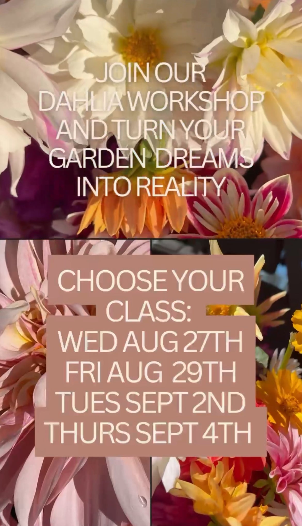 Flower + Dahlia Growing workshop